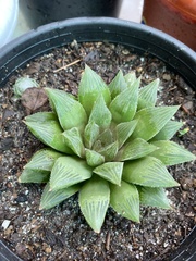 Haworthia cooperi