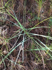 Scorzonera angustifolia