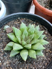 Haworthia cooperi