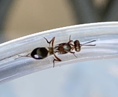 Anastatus semiflavidus