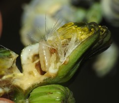 Contarinia schlechtendaliana