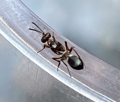 Anastatus semiflavidus