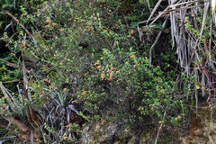 Clinopodium tomentosum