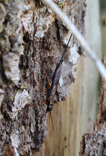 Dark-hipped Woodwasp