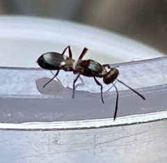 Anastatus semiflavidus