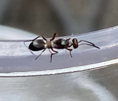 Anastatus semiflavidus