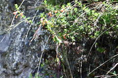 Clinopodium tomentosum