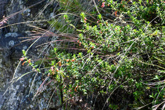 Clinopodium tomentosum