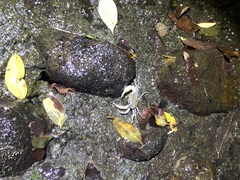 Geothelphusa cinerea