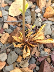 Anarrhinum bellidifolium