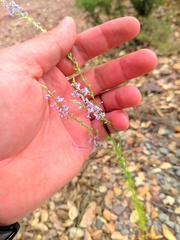Anarrhinum bellidifolium