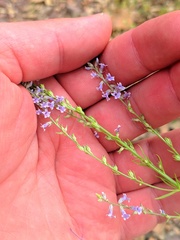 Anarrhinum bellidifolium
