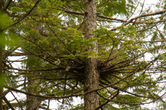 Arceuthobium tsugense