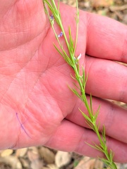 Anarrhinum bellidifolium