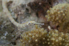 Corythoichthys schultzi