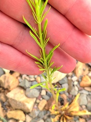 Anarrhinum bellidifolium