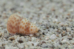 Conus tessulatus