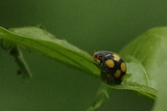 Epilachna mexicana