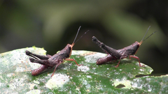 Maculiparia curtipennis