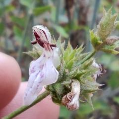 Stachys distans