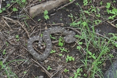 Crotalus aquilus