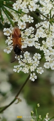 Arge melanochra