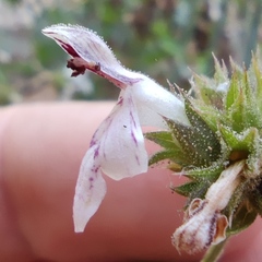 Stachys distans