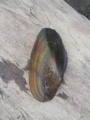 Utterbackiana implicata