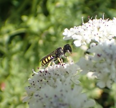 Ectemnius cephalotes
