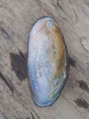 Utterbackiana implicata