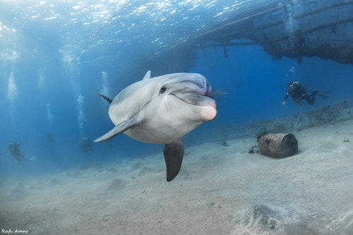 Common Bottlenose Dolphin