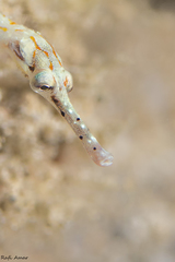 Corythoichthys schultzi