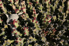 Euphorbia jubata image