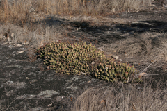 Euphorbia jubata image