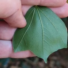 Acer obtusifolium