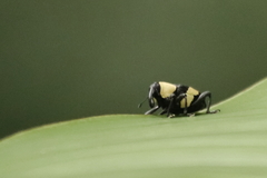 Peridinetus distinctus