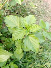 Malvastrum