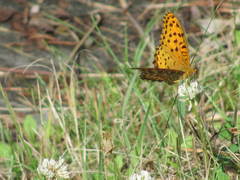 Argynnis hyperbius hyperbius