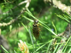 Acantholyda posticalis