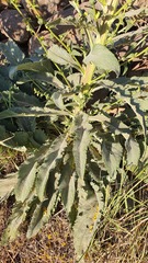 Verbascum qulebicum