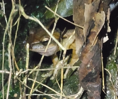 Polypedates megacephalus