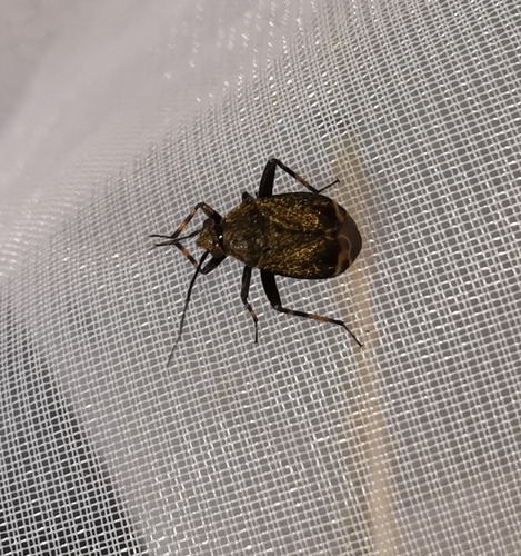 Polymerus nigrita