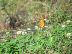 Argynnis hyperbius hyperbius