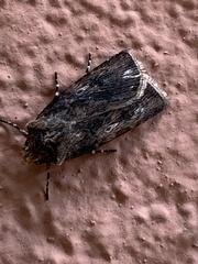 Lepidoptera