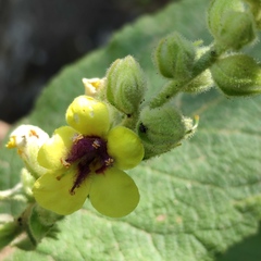 Verbascum caesareum