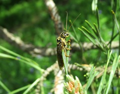 Acantholyda posticalis