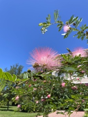 Calliandra surinamensis