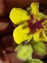 Verbascum caesareum