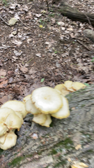 Pleurotus citrinopileatus