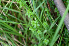 Galium hypocarpium